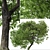 Beautiful Butternut Tree Set (2 Trees) 3D model small image 3