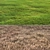 Versatile Grass Pack 3D model small image 2