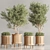 Greenery Deluxe Indoor Plant Set 3D model small image 3