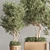 Greenery Deluxe Indoor Plant Set 3D model small image 5