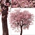 Double-Flowering Kwanzan Cherry Trees (2 Pack) 3D model small image 2