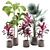 Tropical Indoor Plants Pack 3D model small image 1