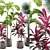 Tropical Indoor Plants Pack 3D model small image 2