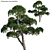 Lush Podocarpus Macrophyllus Pine 3D model small image 1