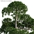 Lush Podocarpus Macrophyllus Pine 3D model small image 2