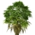 Coastal Carolina Palmetto Trees (2-Pack) 3D model small image 4