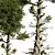 Needle-Leaf Pine 3D Model 3D model small image 4