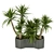 Tropical Greenery Collection: Indoor Palm & Dracaena 3D model small image 2