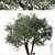 Koroneiki Olive Tree Set: A Pair of Greek Olea europaea Trees 3D model small image 2