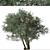 Koroneiki Olive Tree Set: A Pair of Greek Olea europaea Trees 3D model small image 5