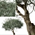 Koroneiki Olive Tree Set: A Pair of Greek Olea europaea Trees 3D model small image 6