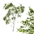 Quercus Variabilis 2 Tree: Downloadable 3D Model 3D model small image 1