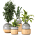 Green Oasis Indoor Plants Collection 3D model small image 1