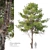 Eldarica Pine: Majestic and Resilient 3D model small image 1