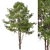 Eldarica Pine: Majestic and Resilient 3D model small image 2