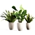 Botanical Bliss: Indoor Plant Set 3D model small image 6