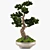 Handcrafted Bonsai Pinus Sylvestris: Miniature Living Art 3D model small image 3