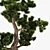 Handcrafted Bonsai Pinus Sylvestris: Miniature Living Art 3D model small image 4