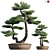 Mini Pine Bonsai - 3D Model 3D model small image 1