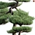 Mini Pine Bonsai - 3D Model 3D model small image 2