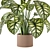 Indoor Plant Collection - Set 273: 3D Models 3D model small image 3