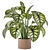 Indoor Plant Collection - Set 273: 3D Models 3D model small image 6