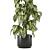 Indoor Plants Collection - Set 274: 3D Models for V-Ray and Corona 3D model small image 2