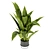 Indoor Banana Leaf Plant Collection - Vol. 329 3D model small image 2