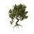 Majestic Ancient Olive Tree 3D model small image 4