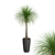 Tropical Palm Tree in Round Pot 3D model small image 1