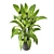Lush Greens Indoor Plant Collection 3D model small image 5