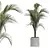 Tropical Palm Outdoor Plant 3D model small image 1