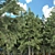 Evergreen Conifer Trees Collection 3D model small image 2