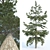 Evergreen Conifer Trees Collection 3D model small image 3