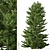 Evergreen Red Spruce Tree: Authentic North American Species 3D model small image 4