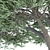 Elegant Acacia Trees: Volume 87 3D model small image 4