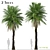 Cliff Date Palm Duo: Phoenix rupicola Trees 3D model small image 1