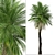 Cliff Date Palm Duo: Phoenix rupicola Trees 3D model small image 2