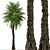 Cliff Date Palm Duo: Phoenix rupicola Trees 3D model small image 5