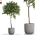 671 Plant Collection: Bring Nature Home 3D model small image 1