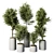 Exquisite Olive Trees Indoor Plant 3D model small image 1