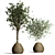 Indoor Plant Collection: 63 Varieties 3D model small image 1