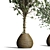 Indoor Plant Collection: 63 Varieties 3D model small image 2