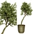 Indoor Olive Trees - Vol. 52 3D model small image 2
