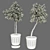 Indoor Olive Trees - Vol. 52 3D model small image 5