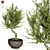 Indoor Olive Tree - Vol. 53 3D model small image 1