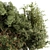 Gorgeous Mixed Plant Bush Set 3D model small image 3