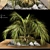 2017 Palm Shrub Model Kit 3D model small image 1