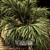 2017 Palm Shrub Model Kit 3D model small image 2