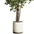 Benjamin Ficus Tree & Concrete Vase 3D model small image 2